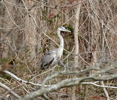 Ardea herodias
