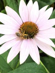 Apis mellifera