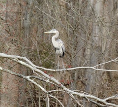 Ardea herodias