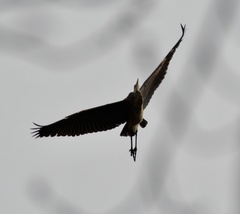 Ardea herodias