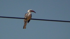Tockus damarensis