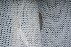 Gonatodes concinnatus