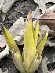 Hyacinthus orientalis