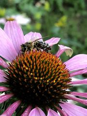 Apis mellifera