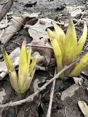 Hyacinthus orientalis