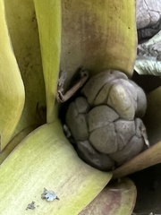Hyacinthus orientalis