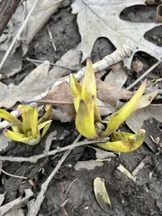 Hyacinthus orientalis