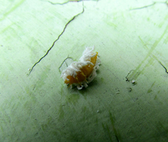 Cryptolaemus montrouzieri