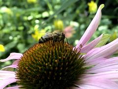 Apis mellifera