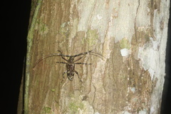Macropophora trochlearis