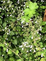 Bombus