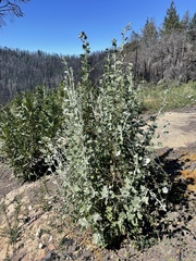 Malacothamnus arcuatus