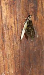 Ephemera guttulata