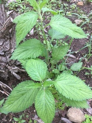 Urtica membranacea