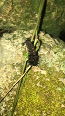 Battus philenor acauda