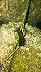 Battus philenor acauda