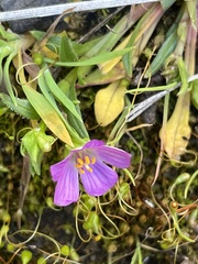 Calandrinia breweri