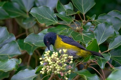 Phainoptila melanoxantha