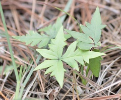 Doryopteris lorentzii