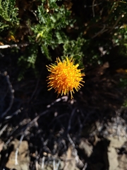 Dolichlasium lagascae