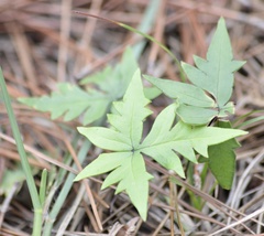 Doryopteris lorentzii