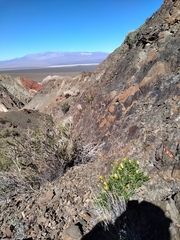 Dolichlasium lagascae