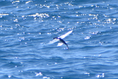 Cheilopogon melanurus