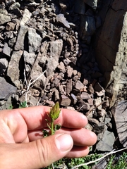 Dolichlasium lagascae