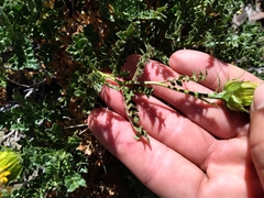 Dolichlasium lagascae