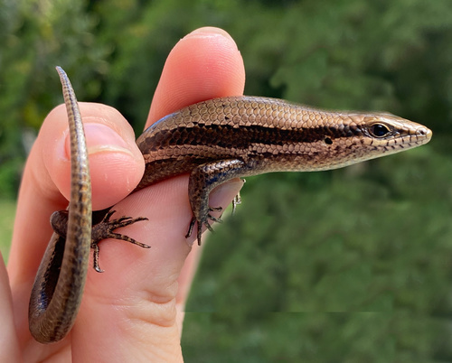 Greater Windward Skink