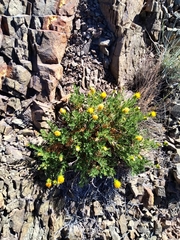 Dolichlasium lagascae