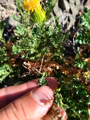 Dolichlasium lagascae