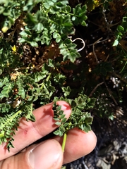 Dolichlasium lagascae