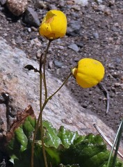 Calceolaria filicaulis luxurians