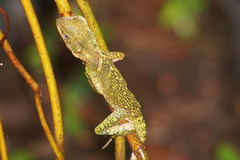 Enyalioides laticeps