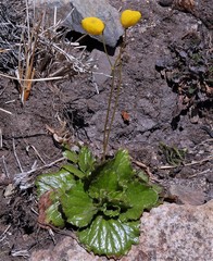 Calceolaria filicaulis luxurians