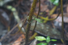 Enyalioides laticeps