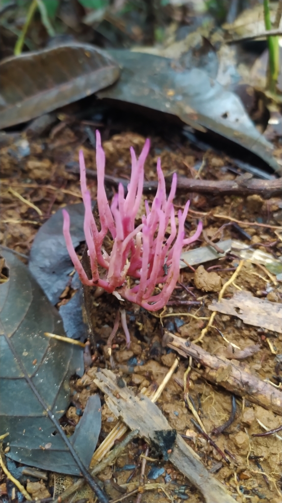 Clavaria schaefferi · March 2022 · photo: © guillaume_delaitre (iNaturalist, cc-by)