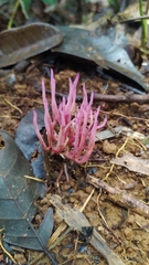 Clavaria schaefferi