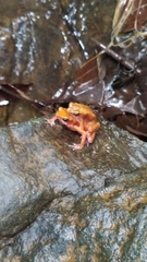 Atelopus flavescens