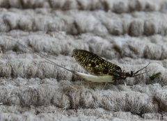Ephemera guttulata