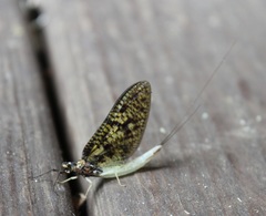 Ephemera guttulata