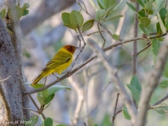 Setophaga petechia bryanti