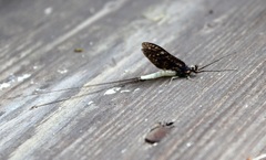 Ephemera guttulata