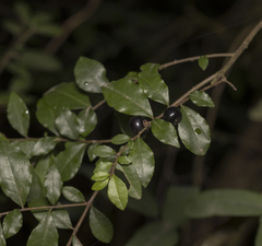 Rhamnus diffusa
