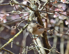 Passer domesticus