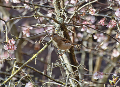 Passer domesticus