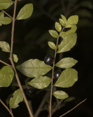 Rhamnus diffusa