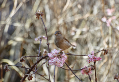 Passer domesticus
