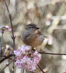 Passer domesticus